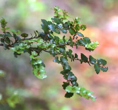 Image of Silver beech