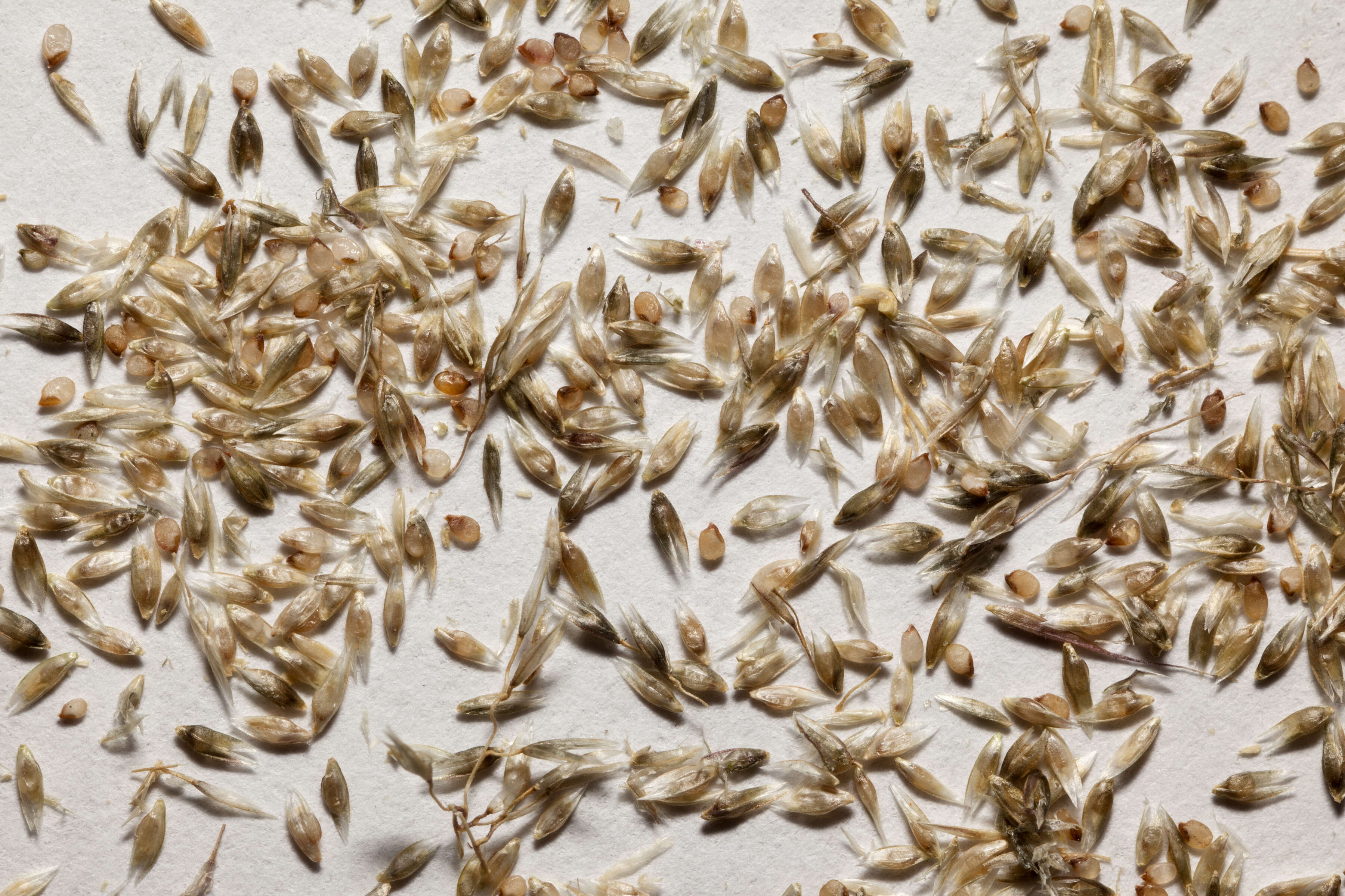 Image of mesa dropseed