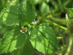 Image of shaggy soldier