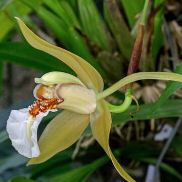 Image of Coelogyne lawrenceana Rolfe