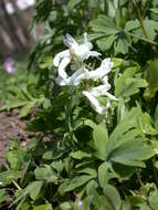 Слика од Corydalis cava (L.) Schweigger & Koerte