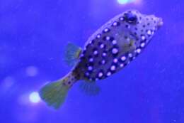 Image of Broadbarred Toadfish