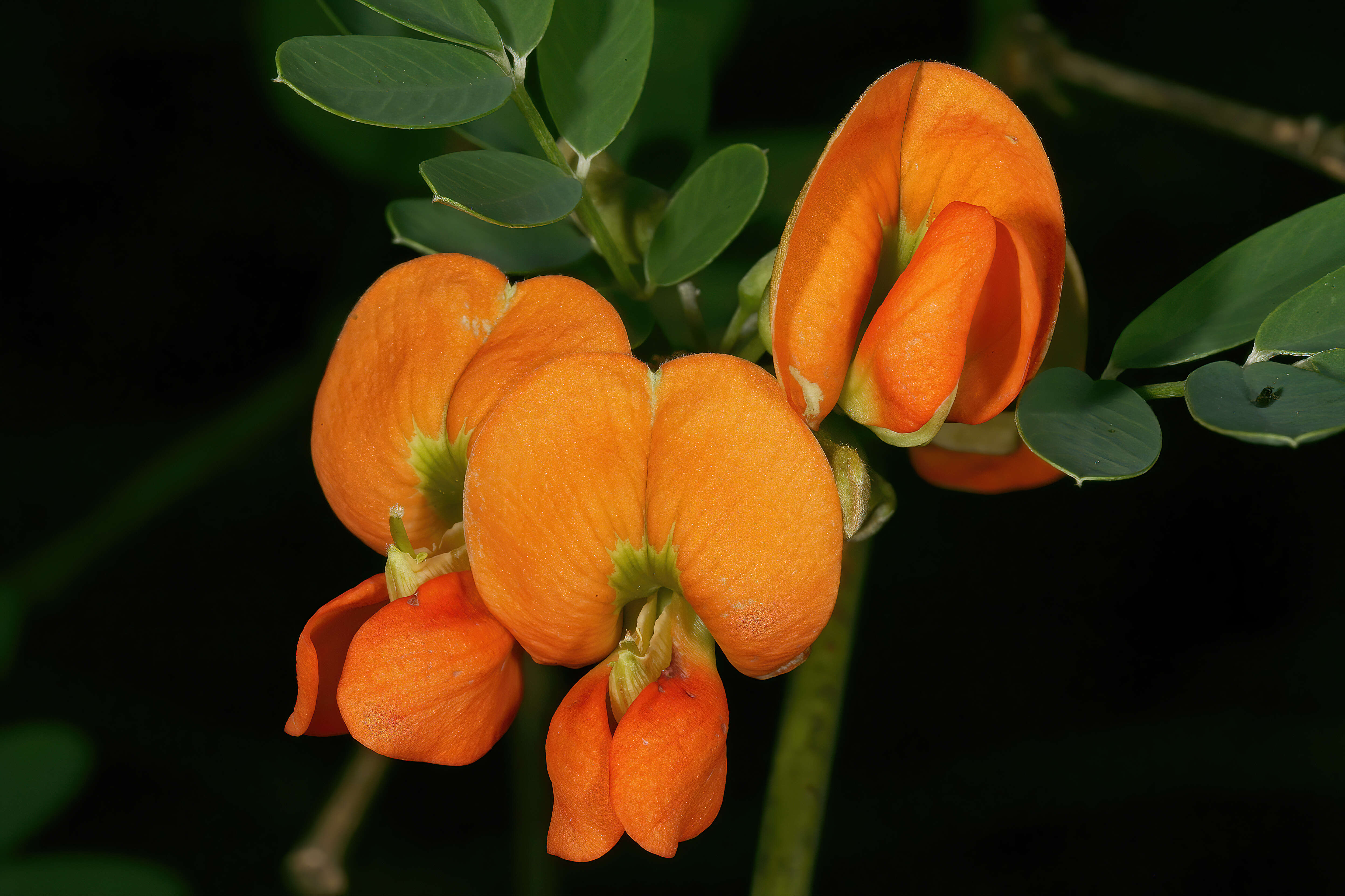 Image of Tephrosia pondoensis