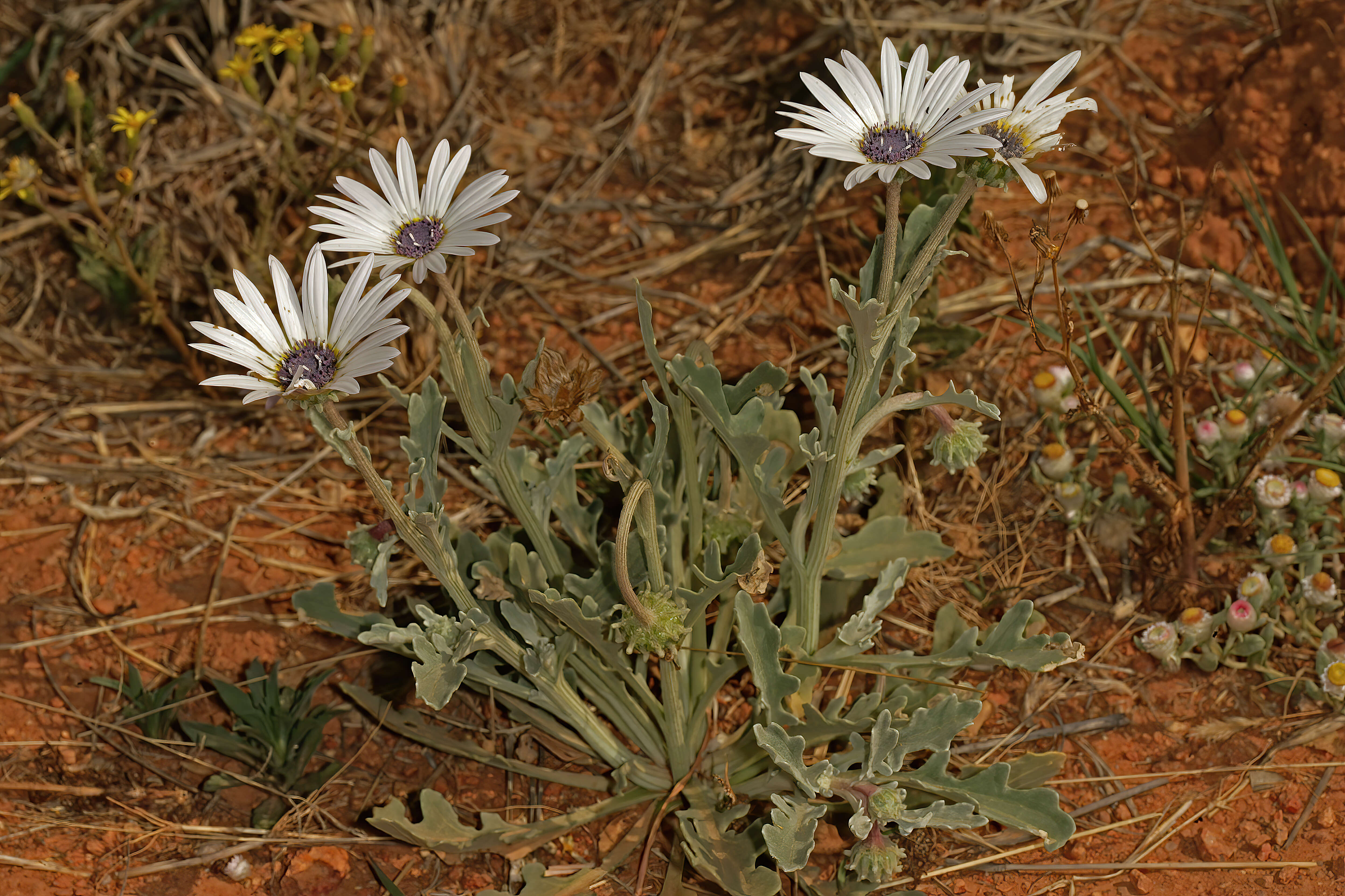 Image of Free State daisy