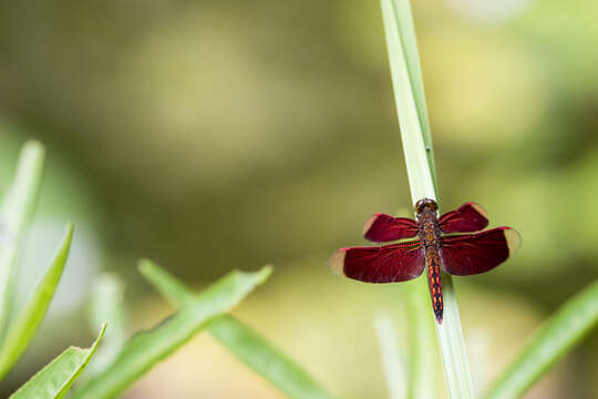 Image of Neurothemis taiwanensis Seehausen & Dow 2016