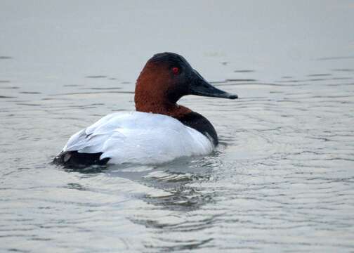 Image of Canvasback