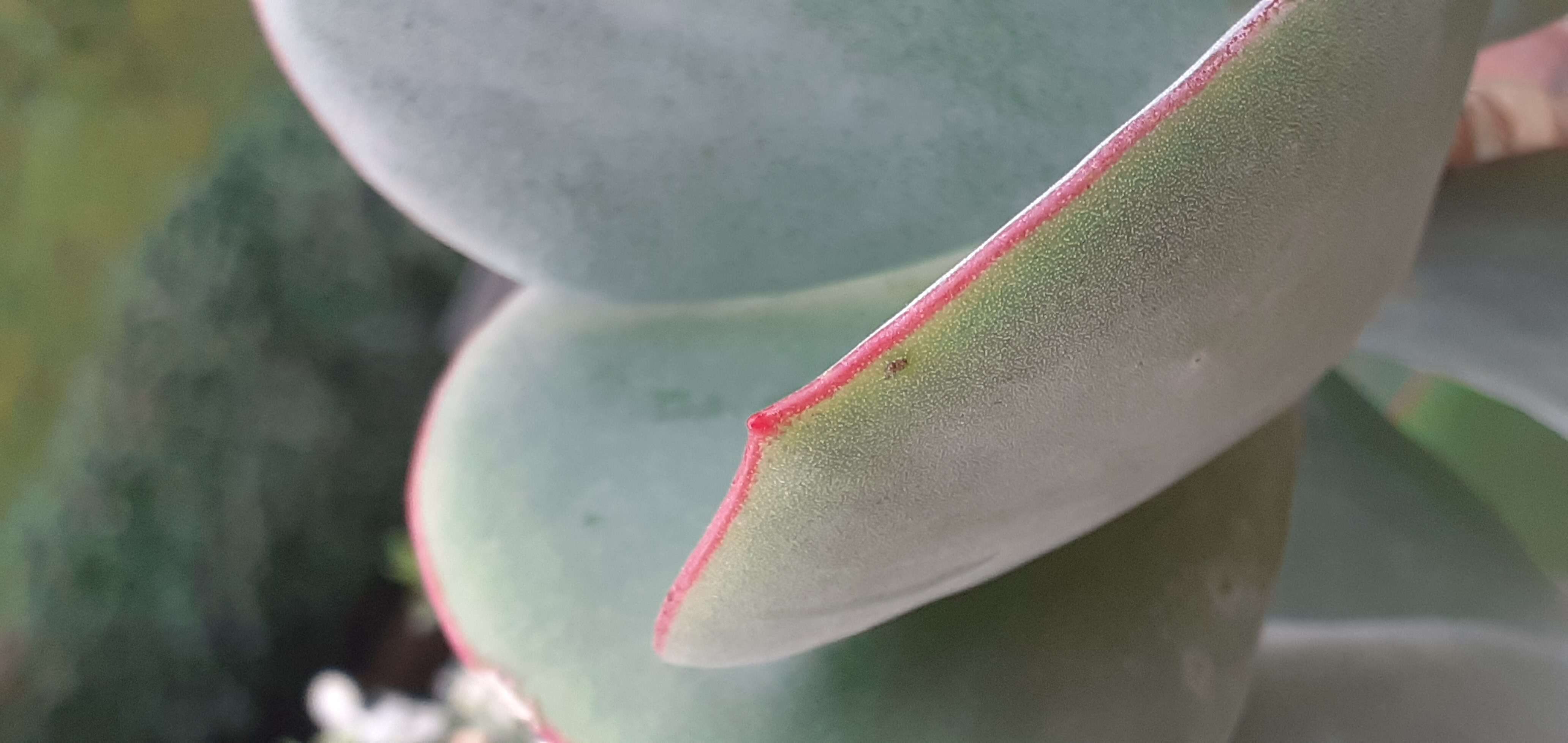 Image of pig's ear