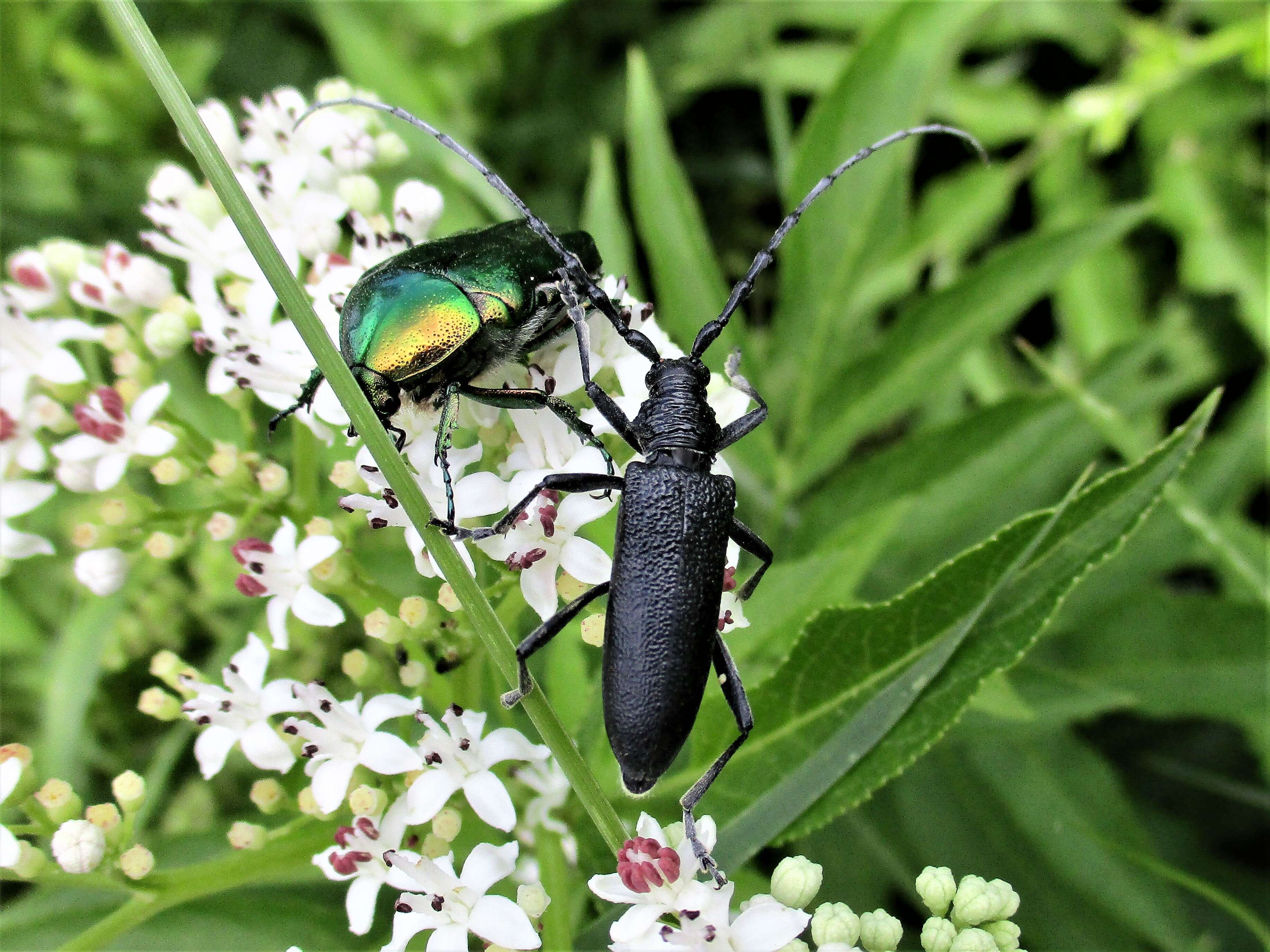 Image of capricorn beetle