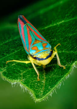 Graphocephala coccinea (Forster & J. R. 1771)的圖片