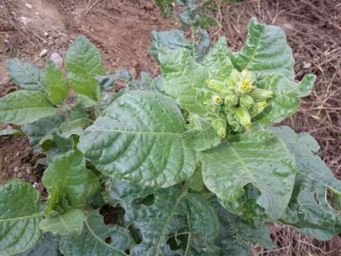 Image of Aztec tobacco