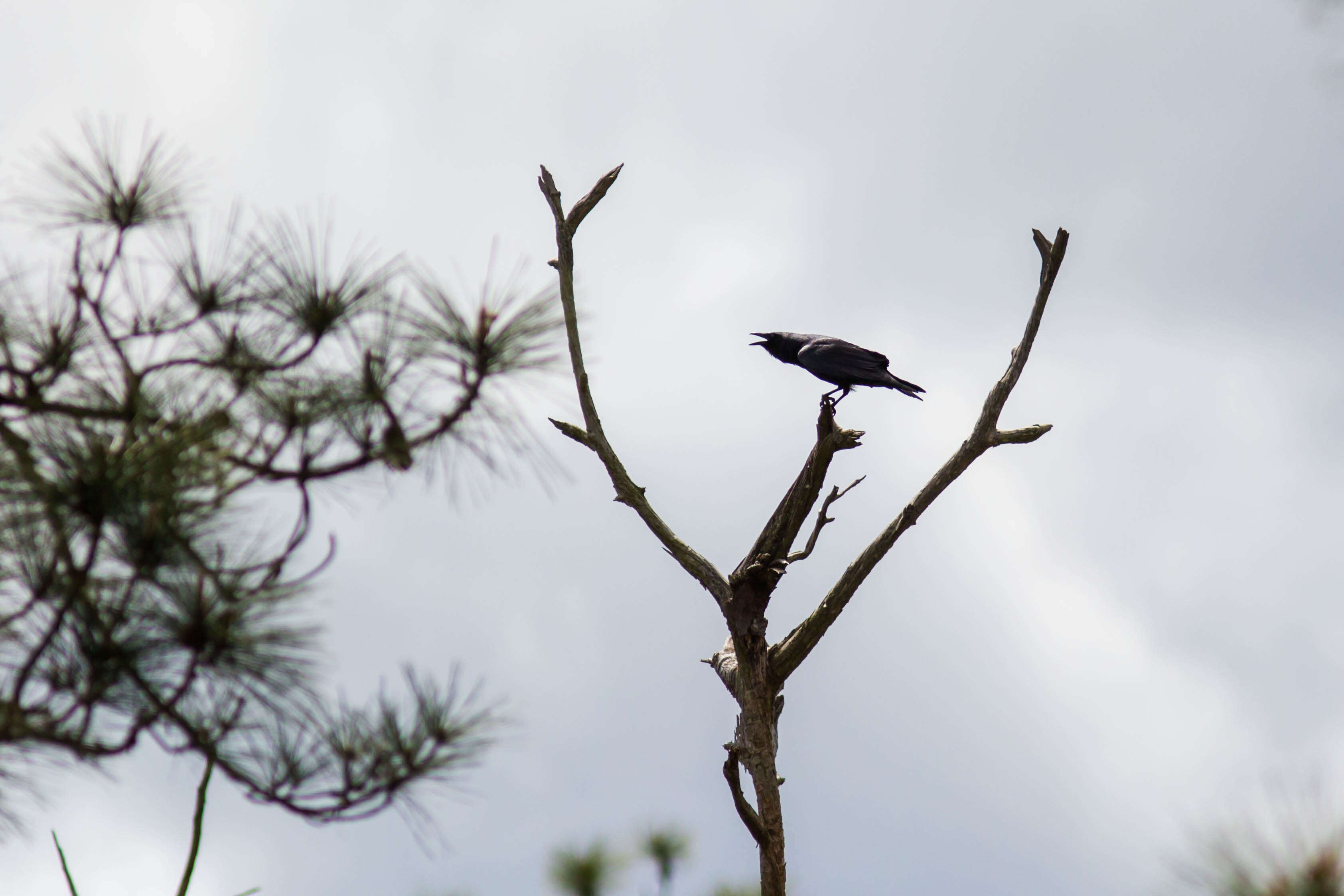 Image of Fish Crow