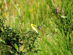 Image of American Goldfinch