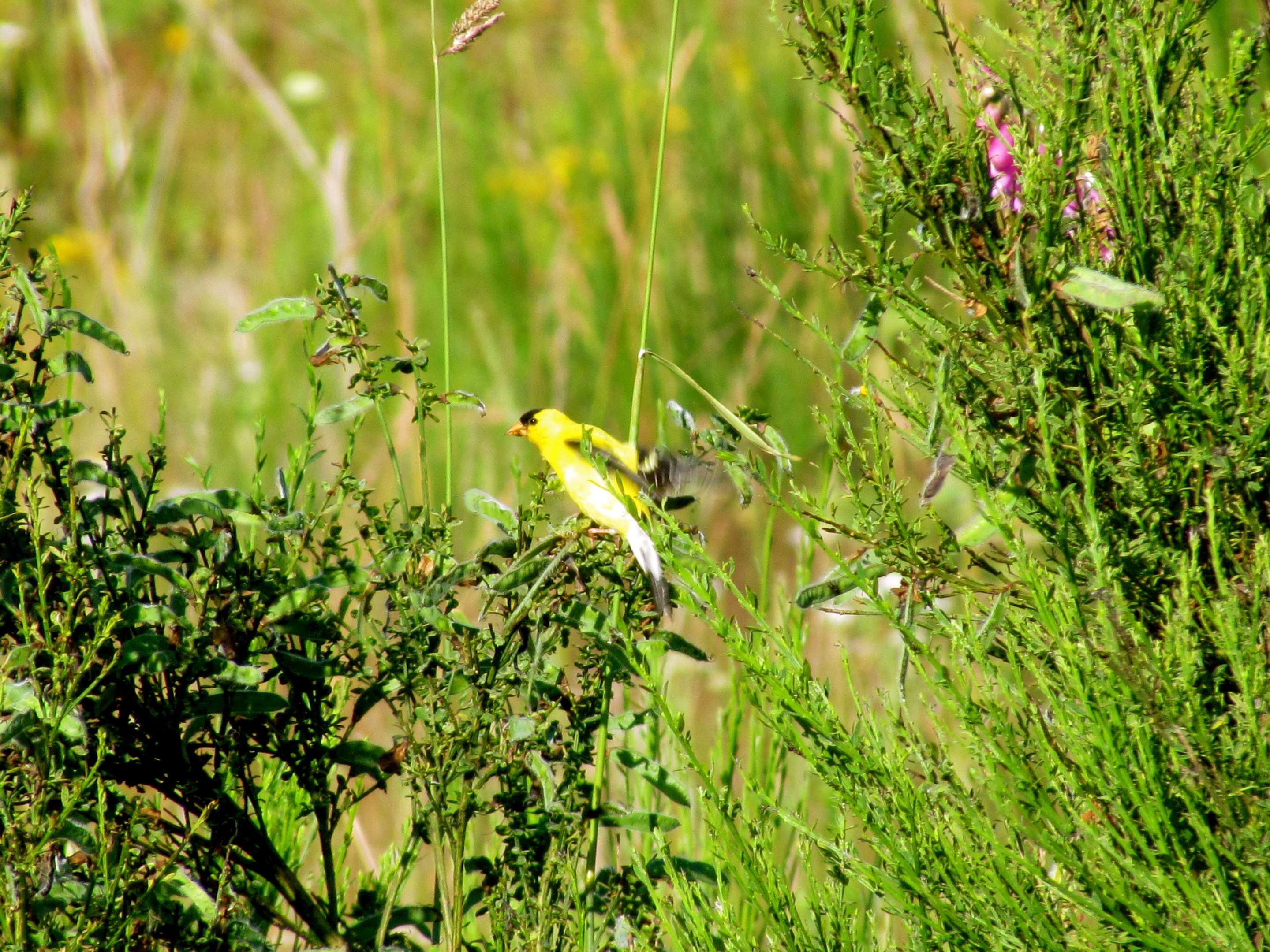 Image of American Goldfinch