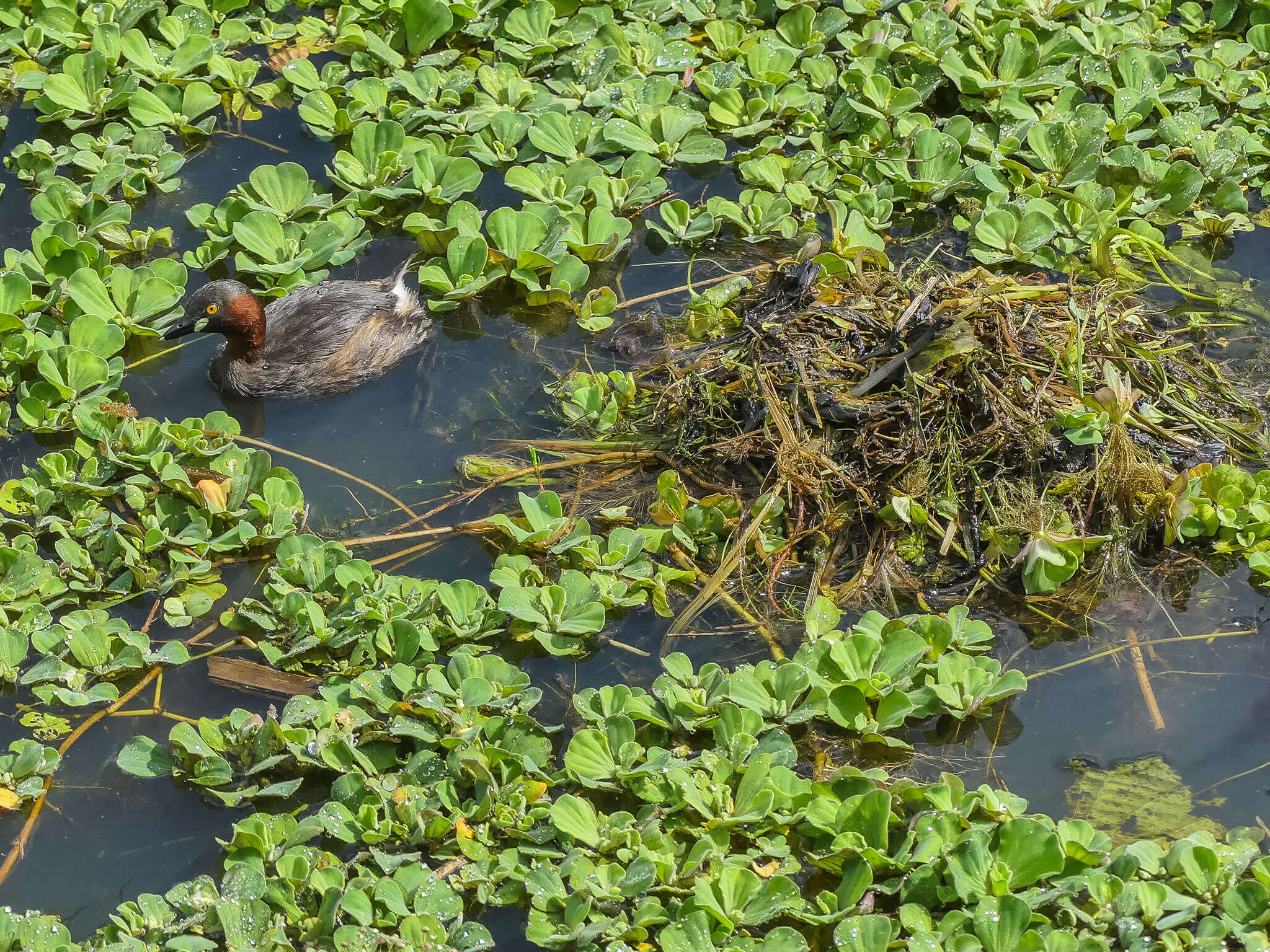 Imagem de Pistia