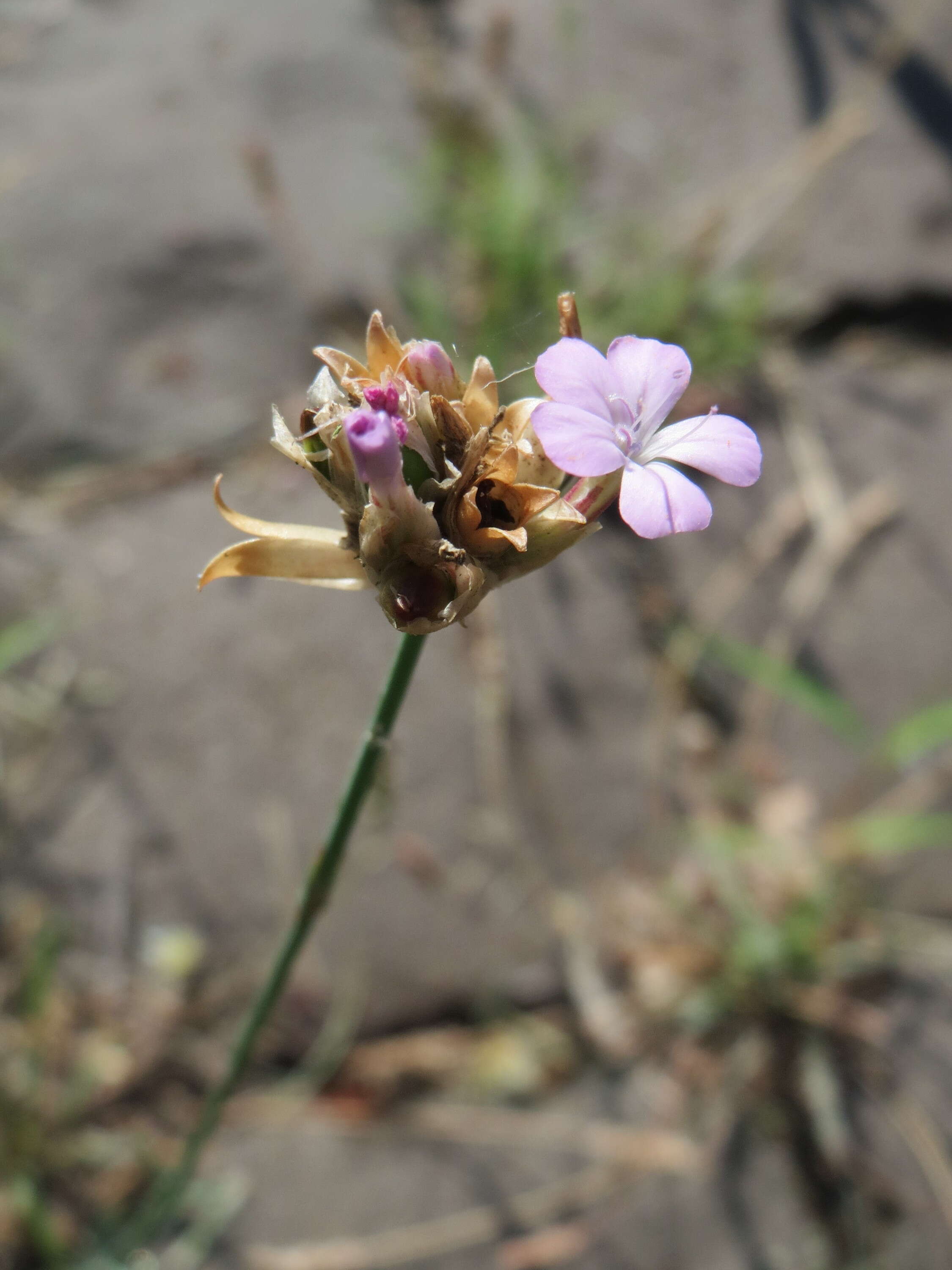 Image of Proliferous Pink