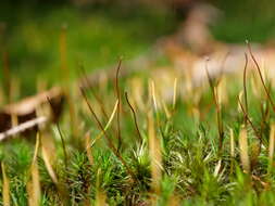 Image of undulate atrichum moss