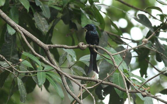 Image of Black Drongo