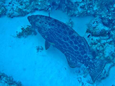 Image of Yellowfin Grouper