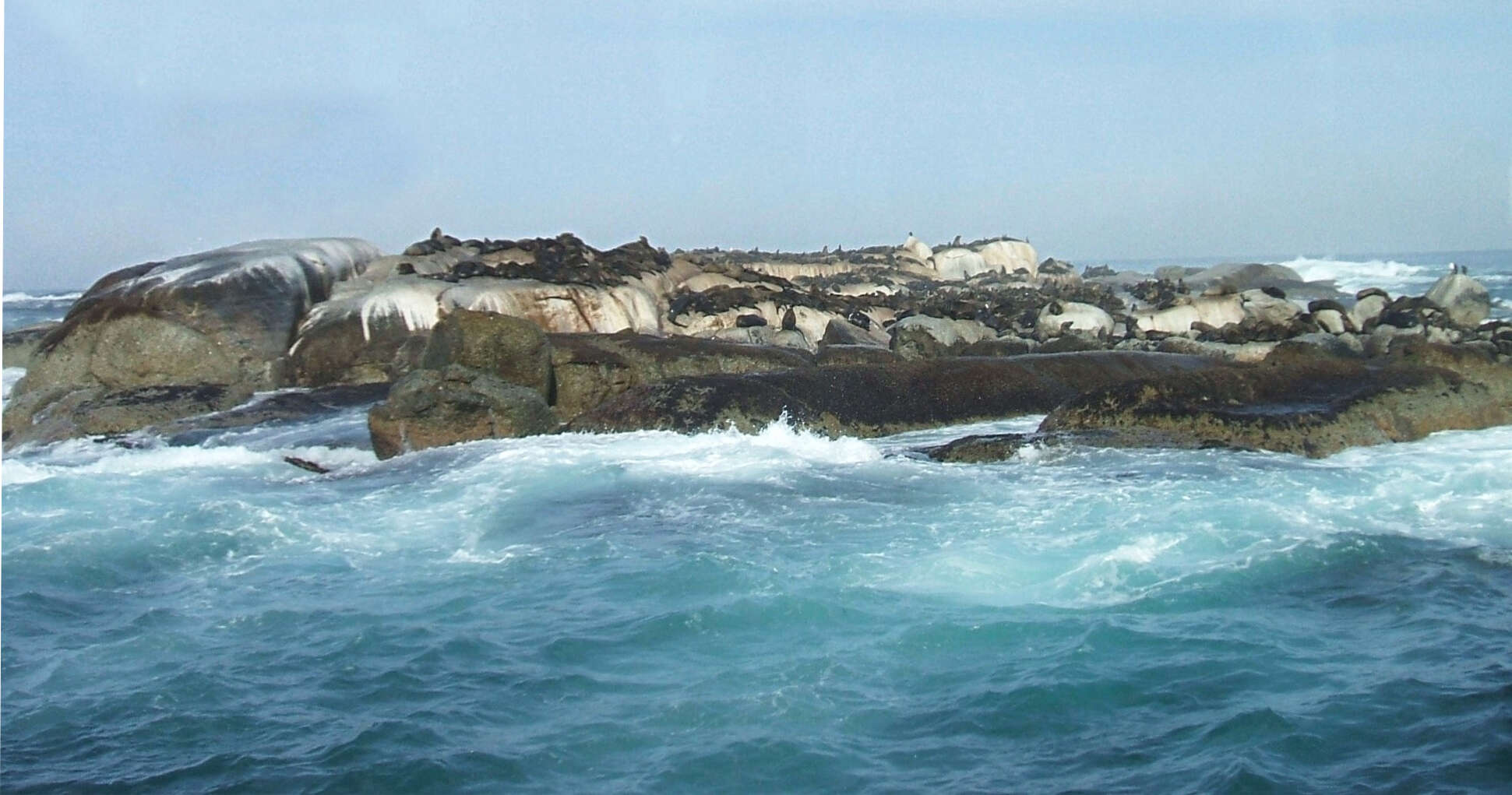 Image de Arctocéphale d'Afrique du Sud