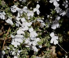 Image of Hemigenia scabra Benth.