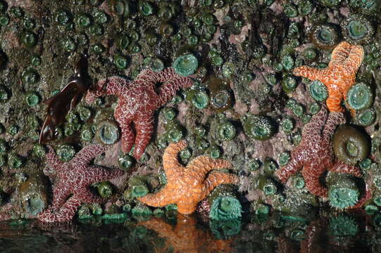 Image of ochre sea star