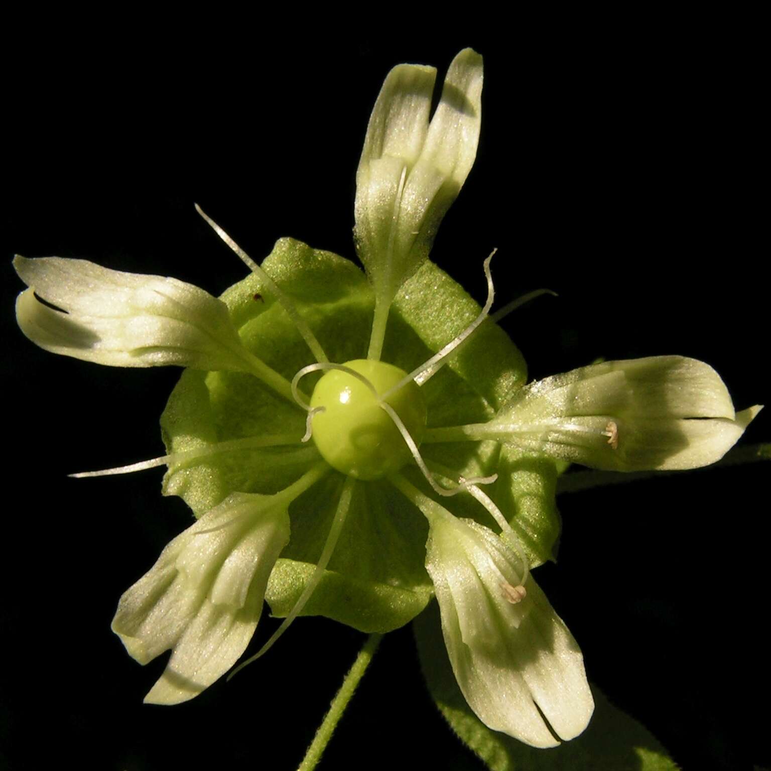 Imagem de Silene baccifera (L.) Roth