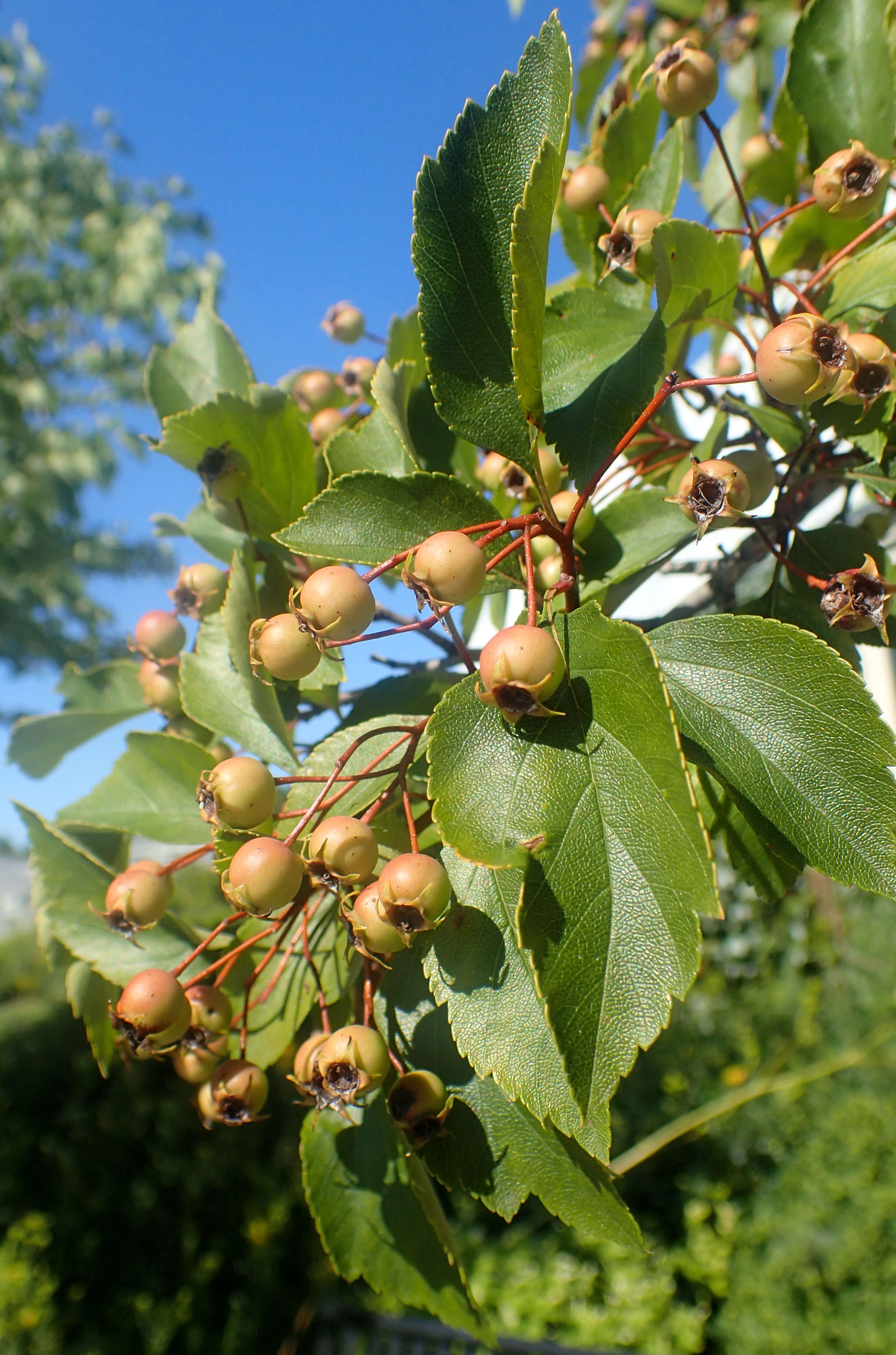 Image of glossy hawthorn