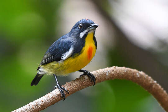 Image of Palawan Flowerpecker