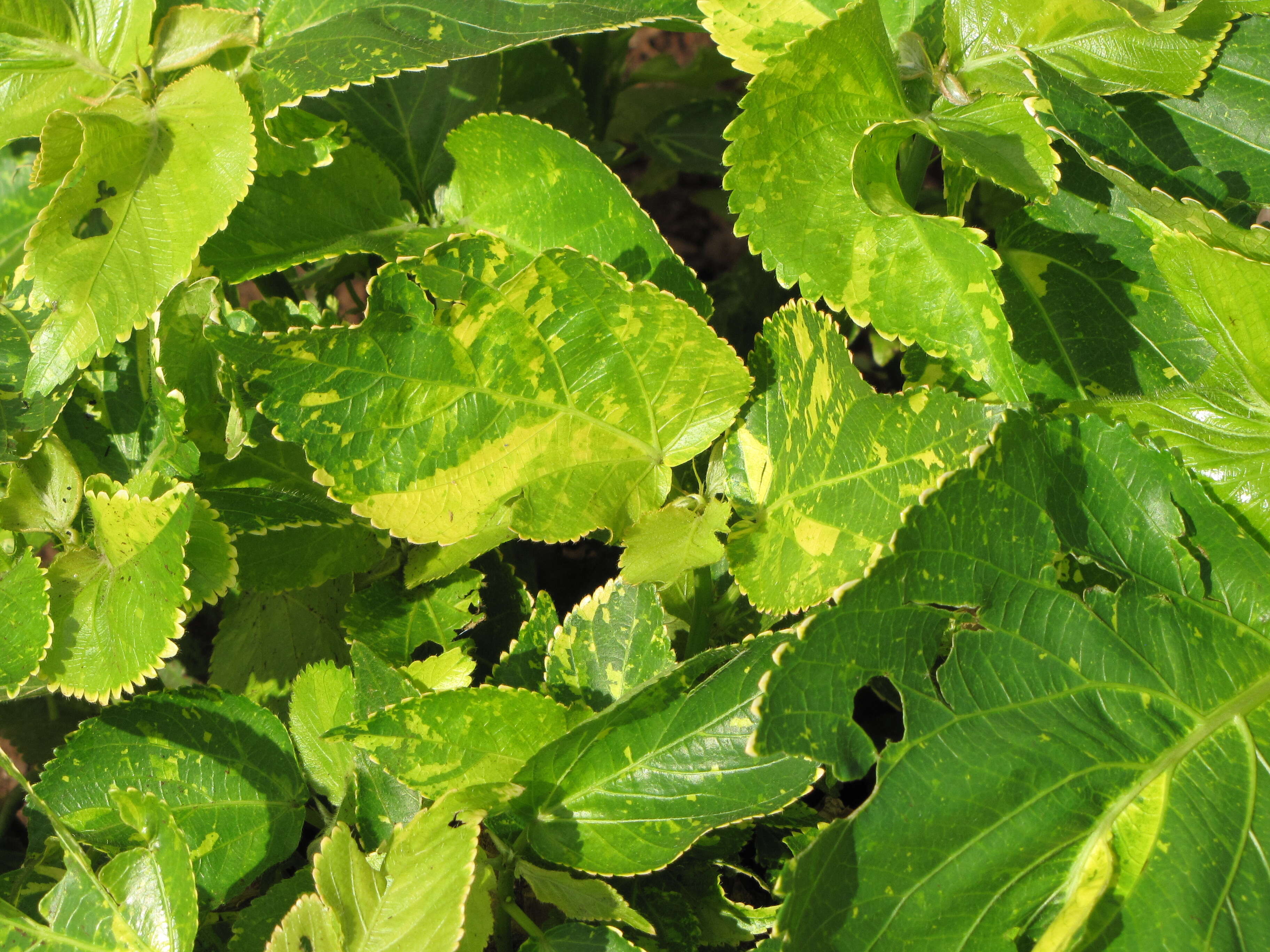 Image de Acalypha wilkesiana Müll. Arg.