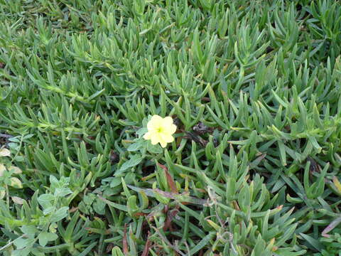 Image of Ice Plants