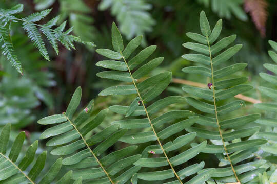 Image of Royal Fern