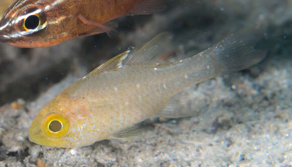 Image of Frostfin cardinalfish