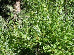 Image of Missouri River willow