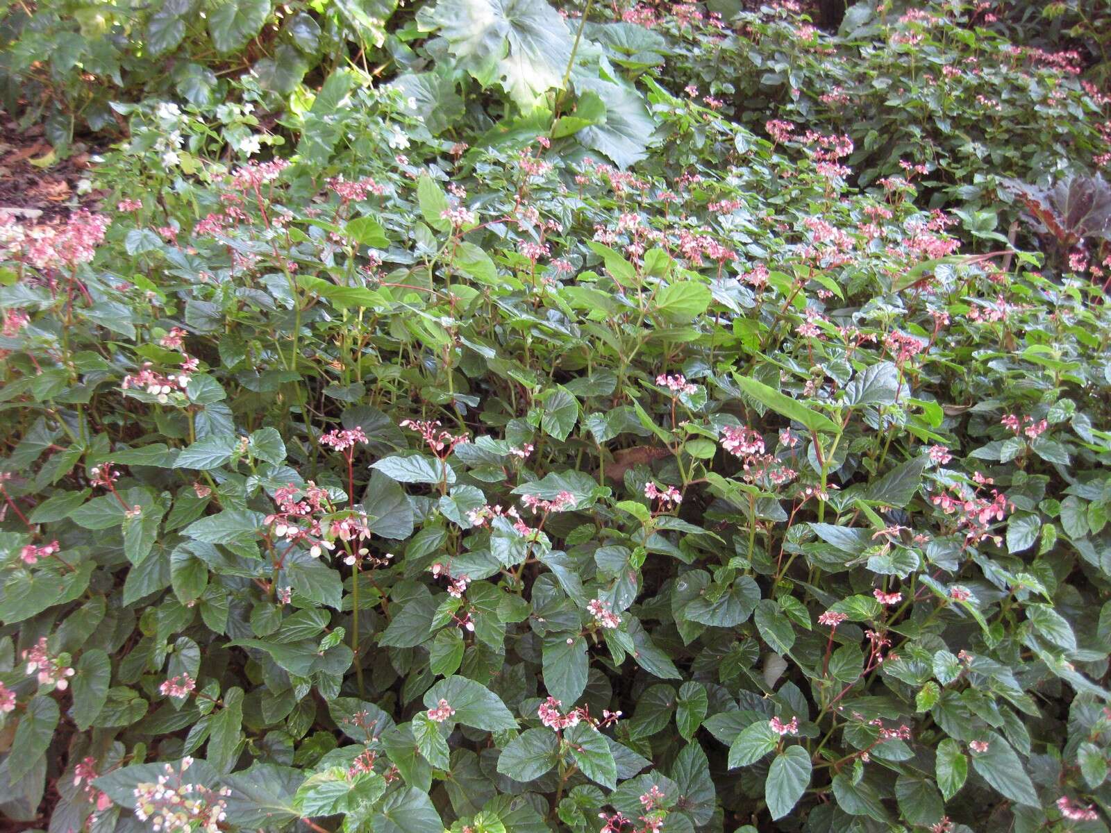 Image of Begonia domingensis A. DC.