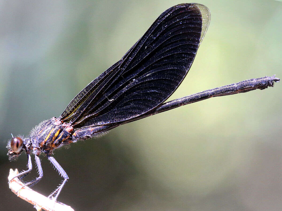 Image of Euphaea masoni Selys 1879