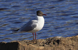 Image of Black-headed Gull