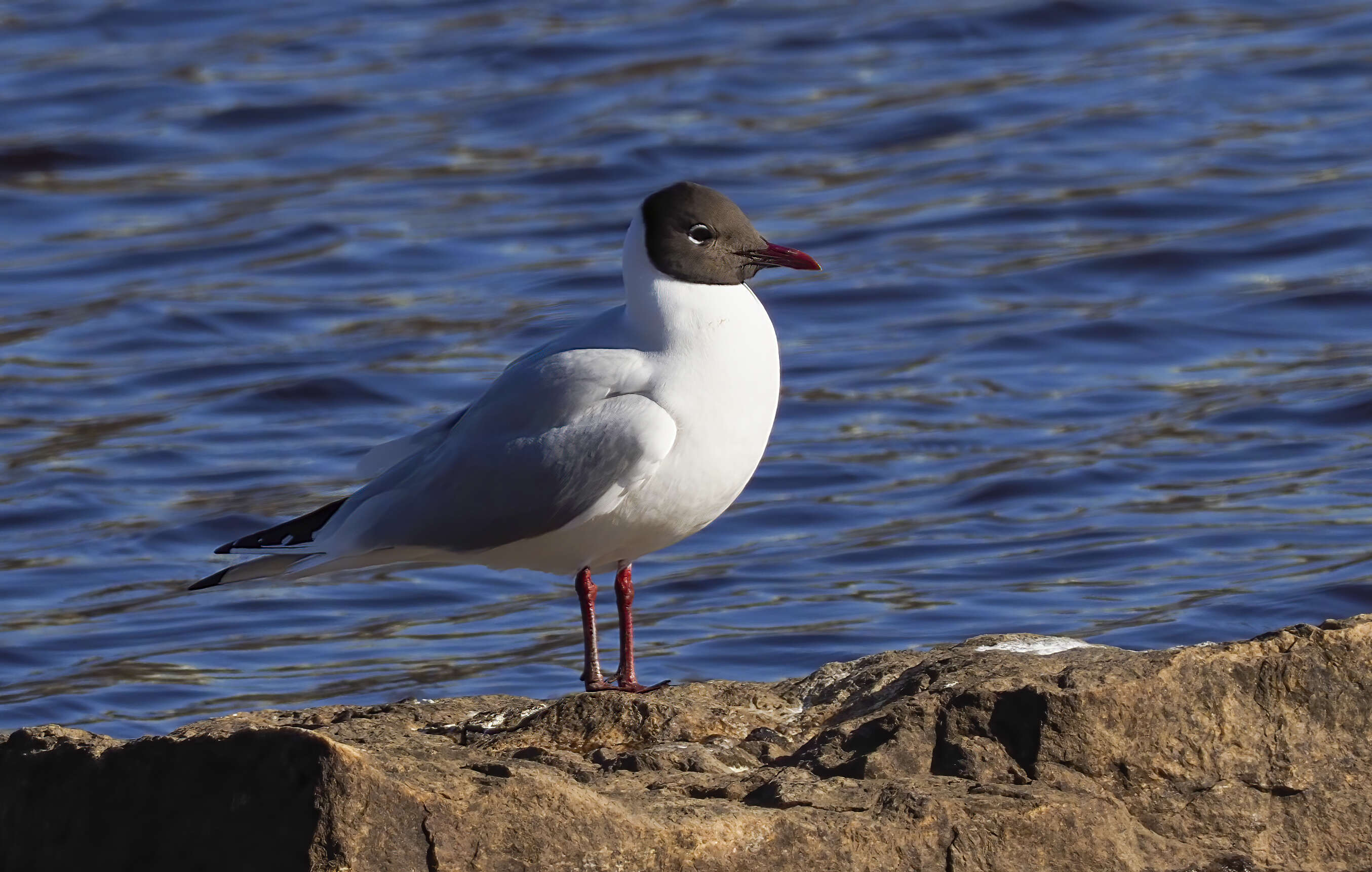 Image of Black-headed Gull