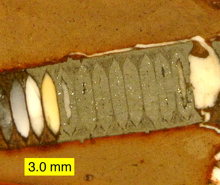 Image of crinoids and relatives