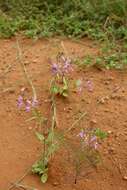 Слика од Sieruela maculata (Sond.) Roalson & J. C. Hall