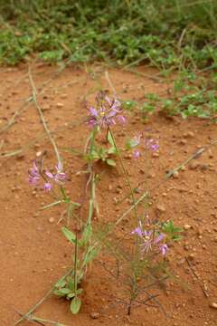 Image of Sieruela maculata (Sond.) Roalson & J. C. Hall