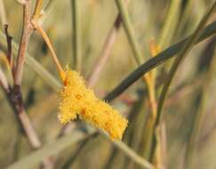 Image of Acacia ramulosa W. Fitzg.