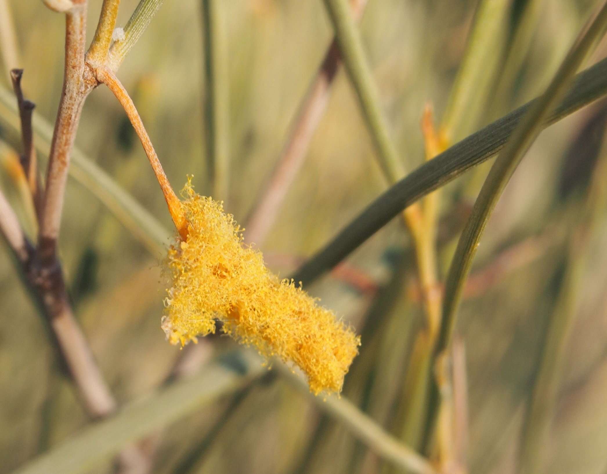 Image of Acacia ramulosa W. Fitzg.