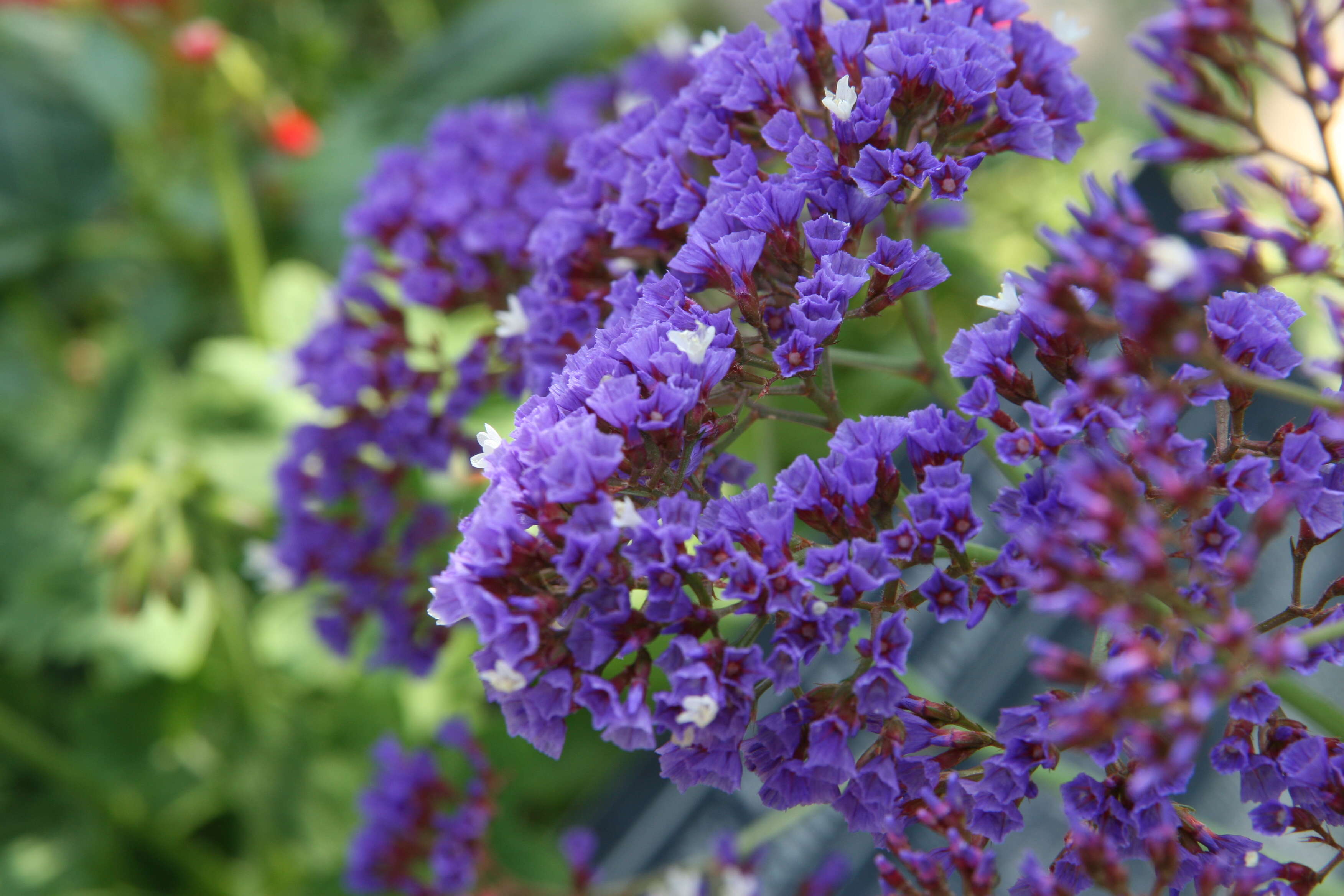 Limonium perezii (Stapf) F. T. Hubbard ex L. H. Bailey resmi