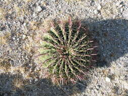 Image of Ferocactus latispinus (Haw.) Britton & Rose