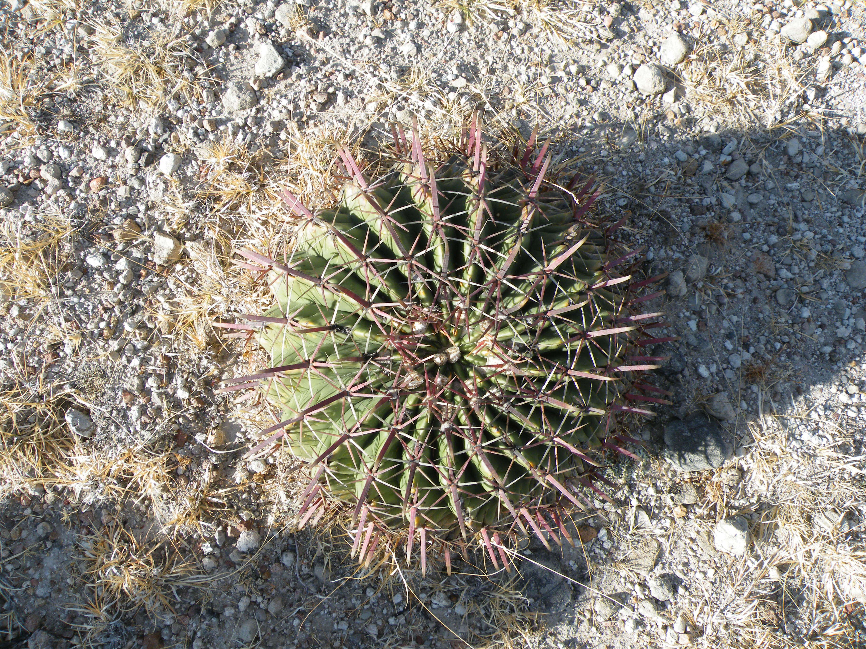 Image of Ferocactus latispinus (Haw.) Britton & Rose