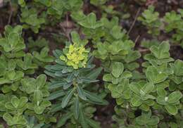 Image of roundleaf chastetree