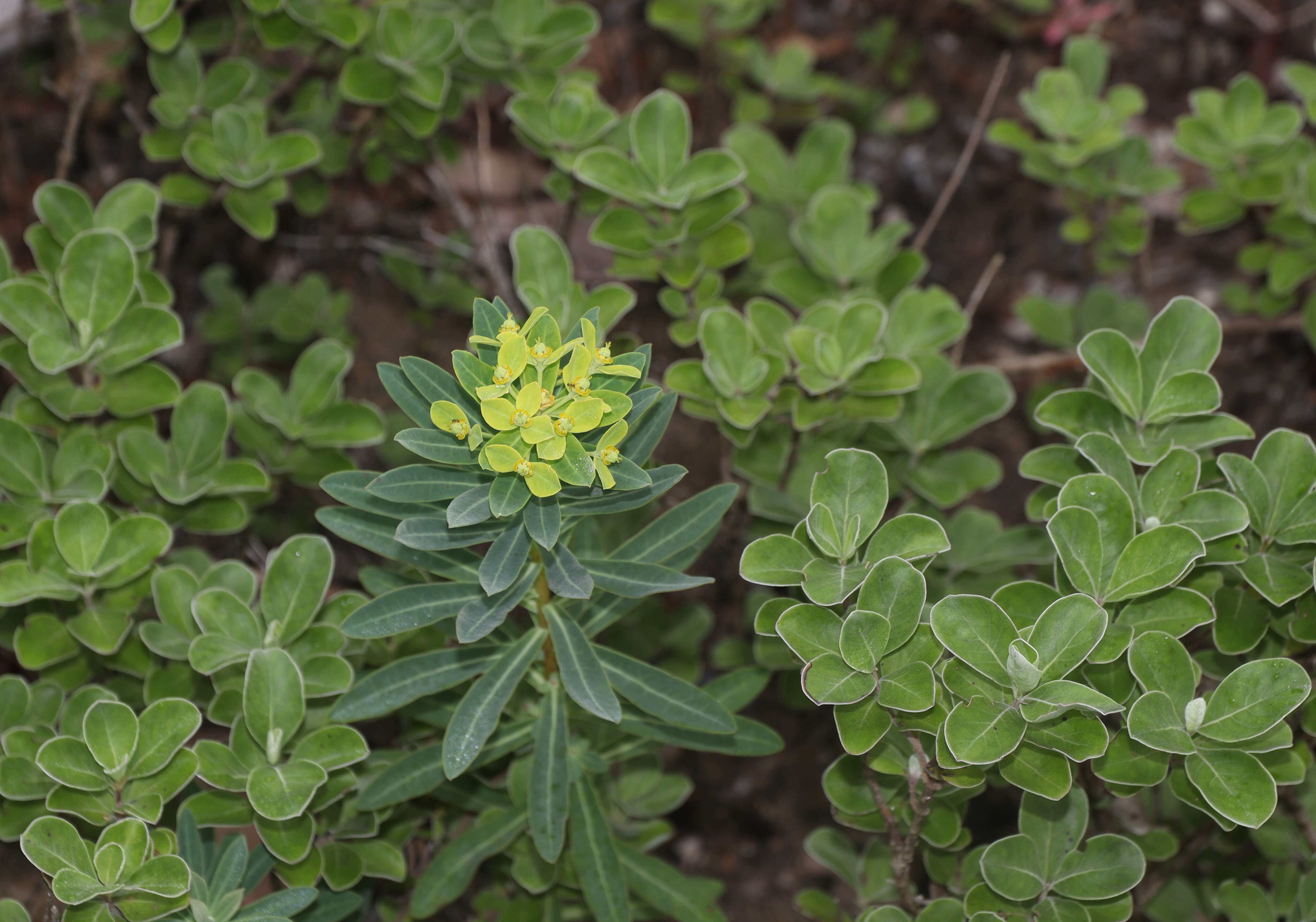 Image of roundleaf chastetree