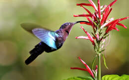 Image of Purple-throated Carib