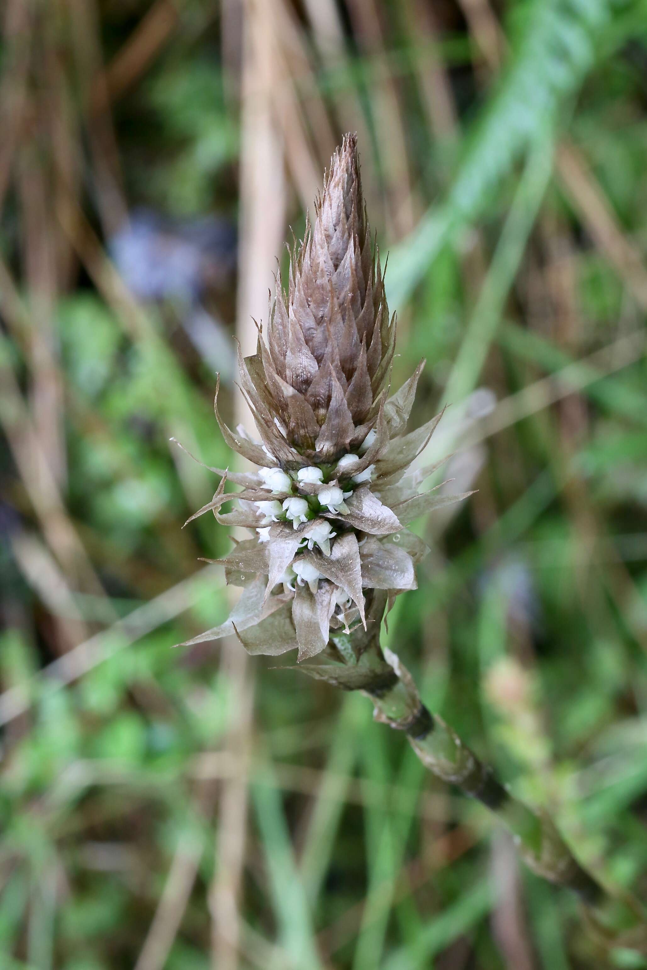 Image of Aa maderoi Schltr.