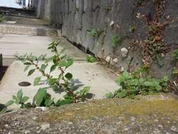 Image of pellitory-of-the-wall